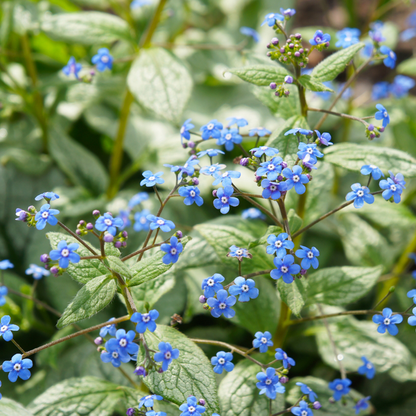 Brunnera macrophylla (Kaukasische vergeet-mij-nietje) halfschaduw borders