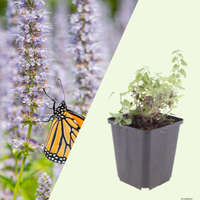 3 Kattenkruid ‘Nepeta faassenii’ Ø9 cm ↕15 cm