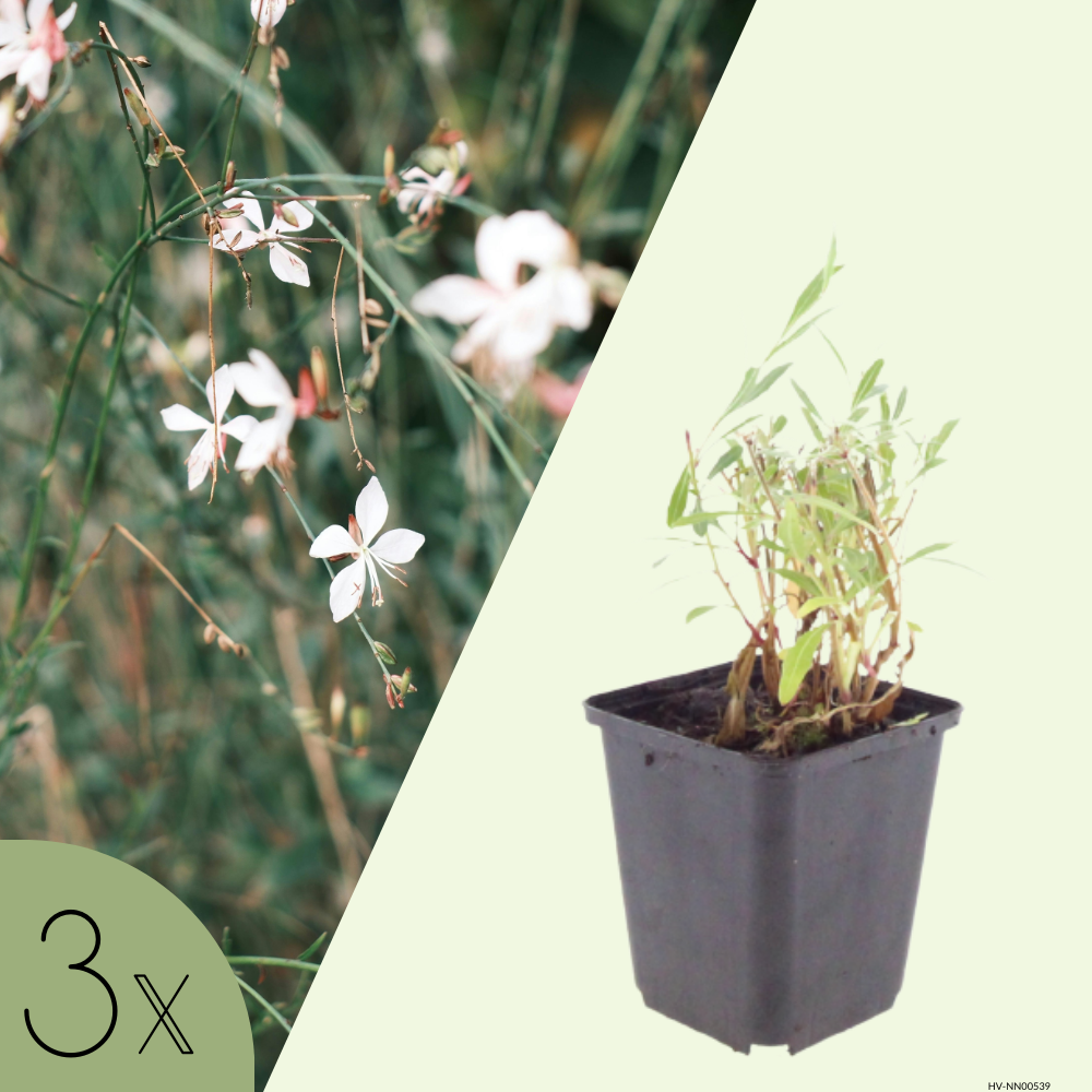 3 Prachtkaars ‘Gaura lindheimeri’ Ø9 cm ↕15 cm