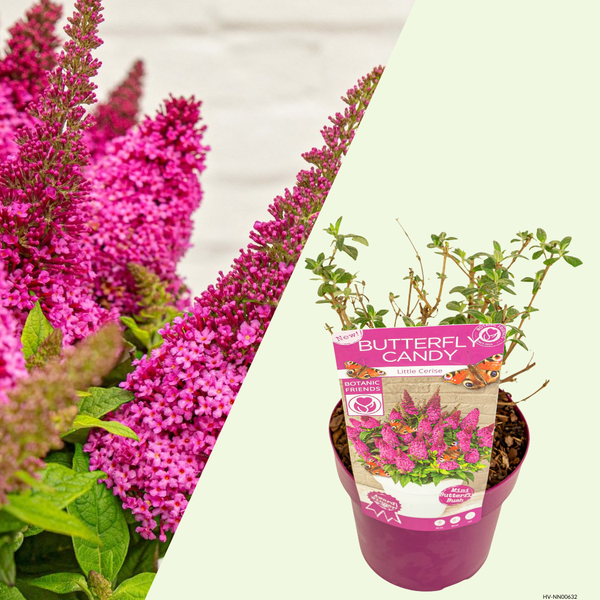 Buddleja Butterfly Candy Little Cerise (Vlinderstruik) Cerise roze bloemen voor balkon