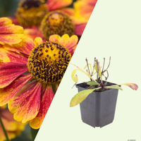 3 Zonnekruid ‘Helenium Moerheim Beauty’ Ø9 cm ↕15 cm