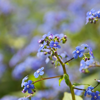 Brunnera macrophylla (Kaukasische vergeet-mij-nietje) halfschaduw borders