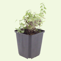 3 Kattenkruid ‘Nepeta faassenii’ Ø9 cm ↕15 cm