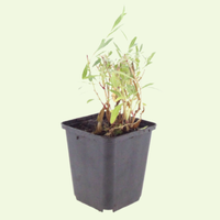 3 Prachtkaars ‘Gaura lindheimeri’ Ø9 cm ↕15 cm