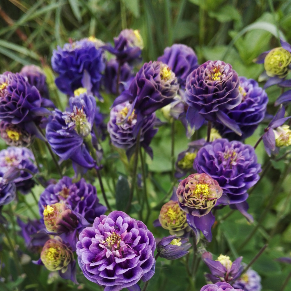 NatureNest Border Package Nora