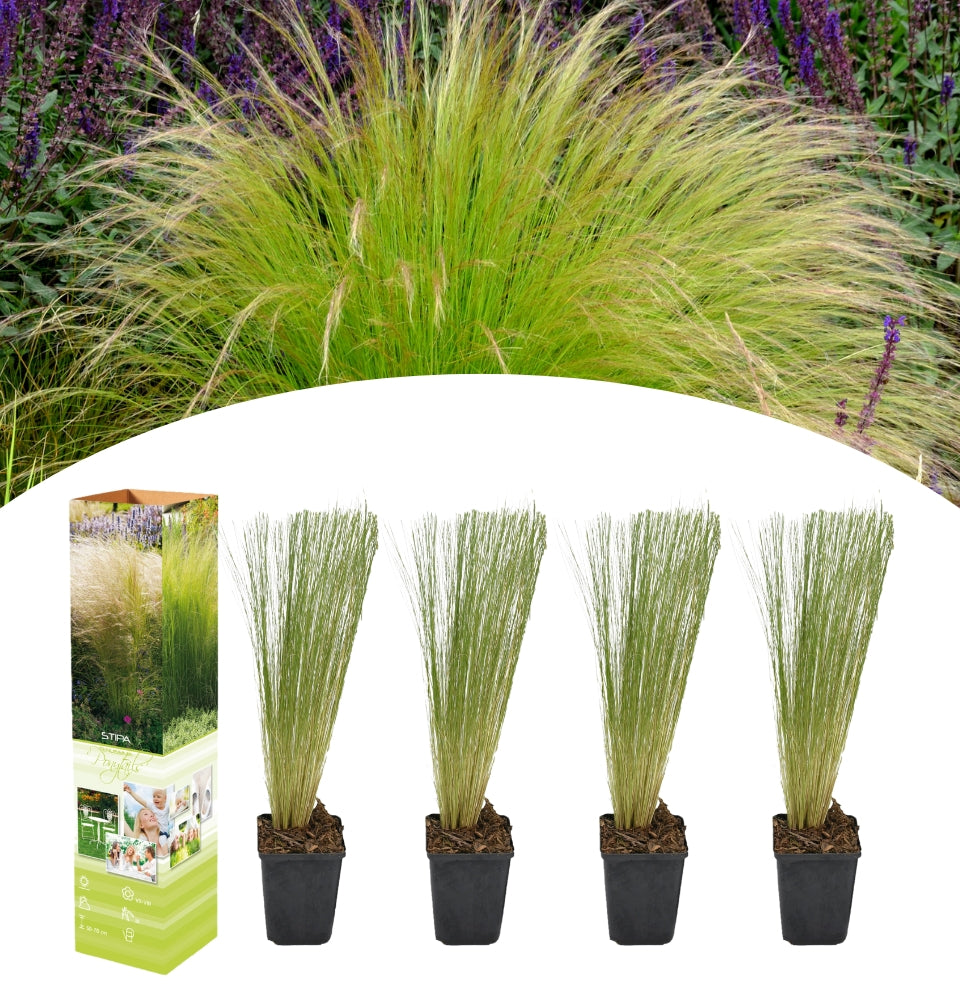 Set de 4 Stipa Cola de Caballo Vedergras