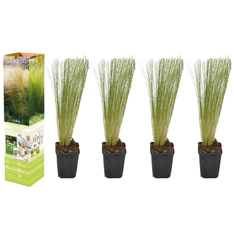 Set de 4 Stipa Cola de Caballo Vedergras