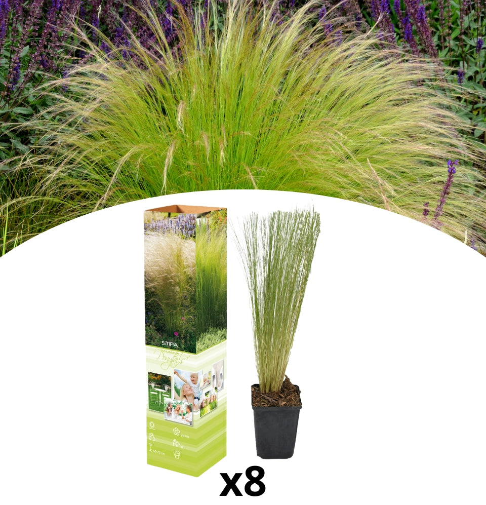 8er-Set Stipa Pferdeschwanz Vedergras