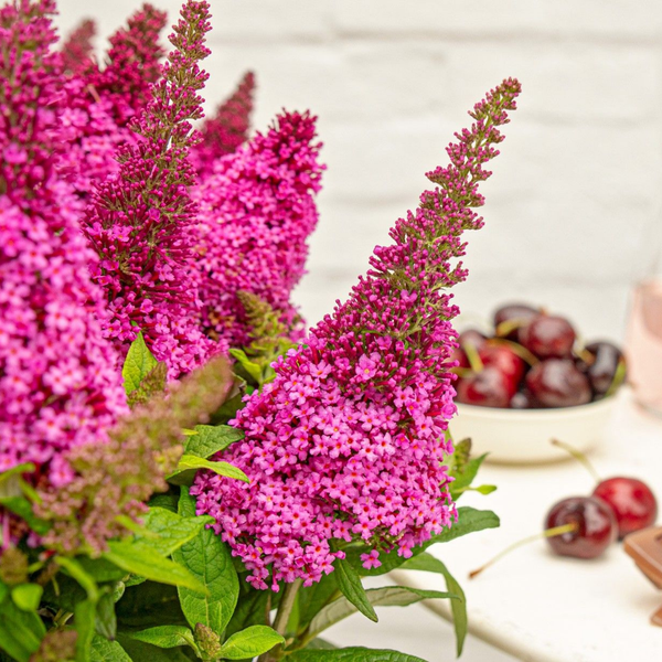 Buddleja Butterfly Candy Little Cerise (Vlinderstruik) Cerise roze bloemen voor balkon