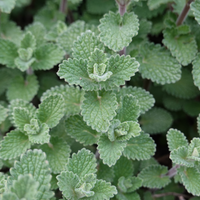 3 Kattenkruid ‘Nepeta faassenii’ Ø9 cm ↕15 cm