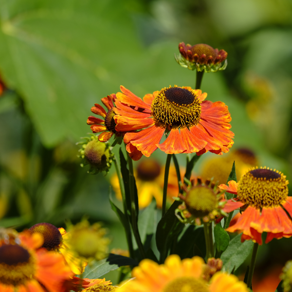 3 Zonnekruid ‘Helenium Moerheim Beauty’ Ø9 cm ↕15 cm