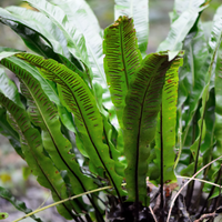 NatureNest Border Package Nora