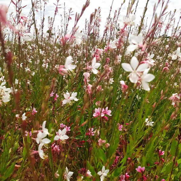 3 Prachtkaars ‘Gaura lindheimeri’ Ø9 cm ↕15 cm