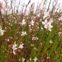 3 Prachtkaars ‘Gaura lindheimeri’ Ø9 cm ↕15 cm