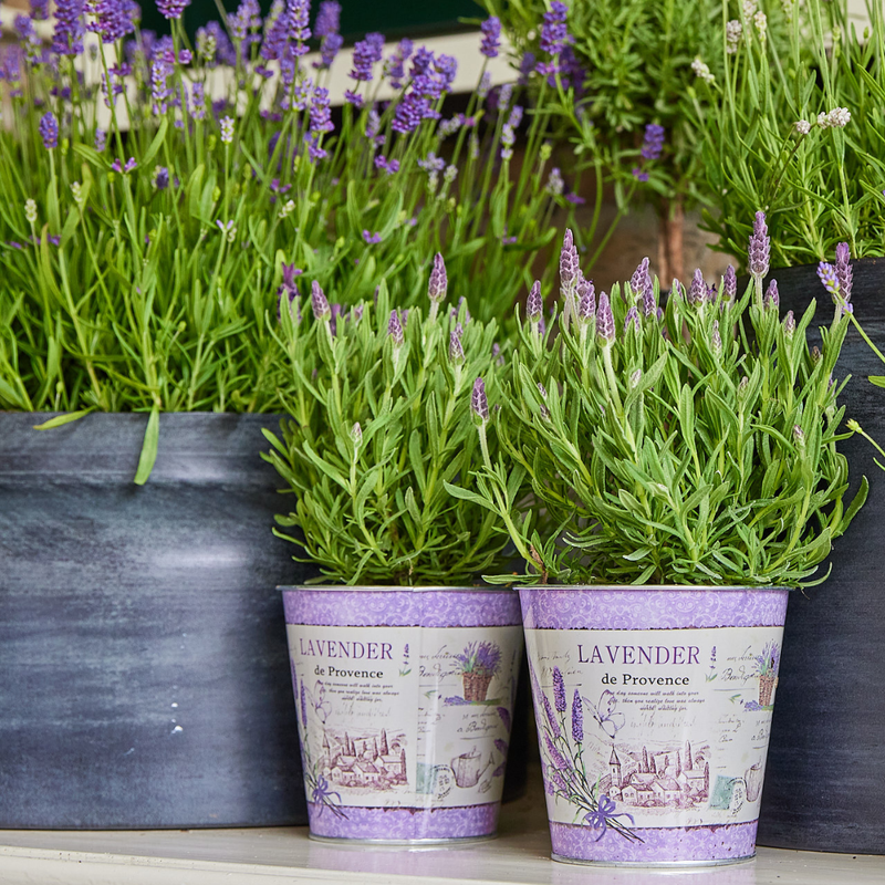 Franse Lavendelplanten Paars in Sierpot - Lavandula stoechas Anouk 2 Stuks