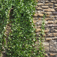 3 Atlantische Klimopplanten ‘Hedera hibernica’ Ø9 cm ↕15 cm