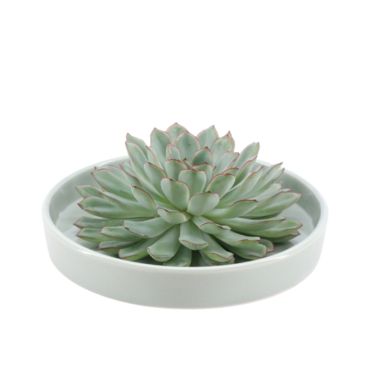 Echte Succulent groen in groene keramiek schaal - Ø12-14 cm ↕5 cm - 1x Echeveria Pulidonis|vetplant
