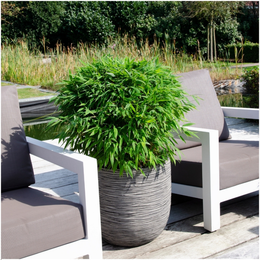 XL Bamboe Plant | 1 x Fargesia moontears 'Boobux' Ø29 cm | ↕60 cm | Planten