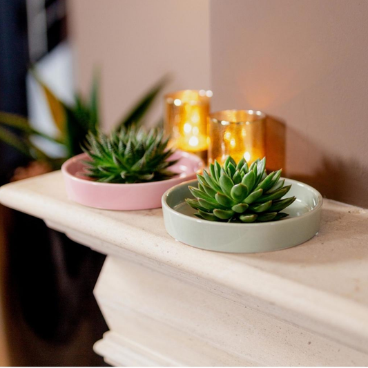 Echte Succulent groen in roze keramiek schaal - Ø12-14 cm ↕5 cm - 1x Echeveria Pulidonis - vetplant