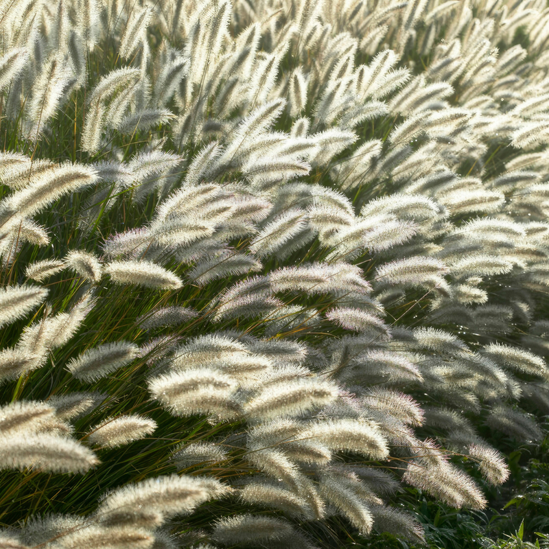 3 Lampenpoetsergras Planten | Pennisetum alopecuroides 'Hameln' | Tuinplanten