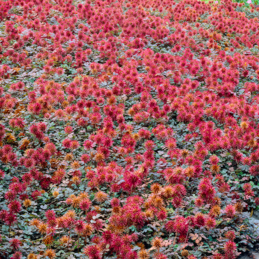 12 Stekelnoot planten | Acaena microphylla 'Kupferteppich' | Tuinplanten | Planten