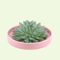 1 Succulent ‘Echeveria Pulidonis’ Ø12–14 cm ↕5 cm