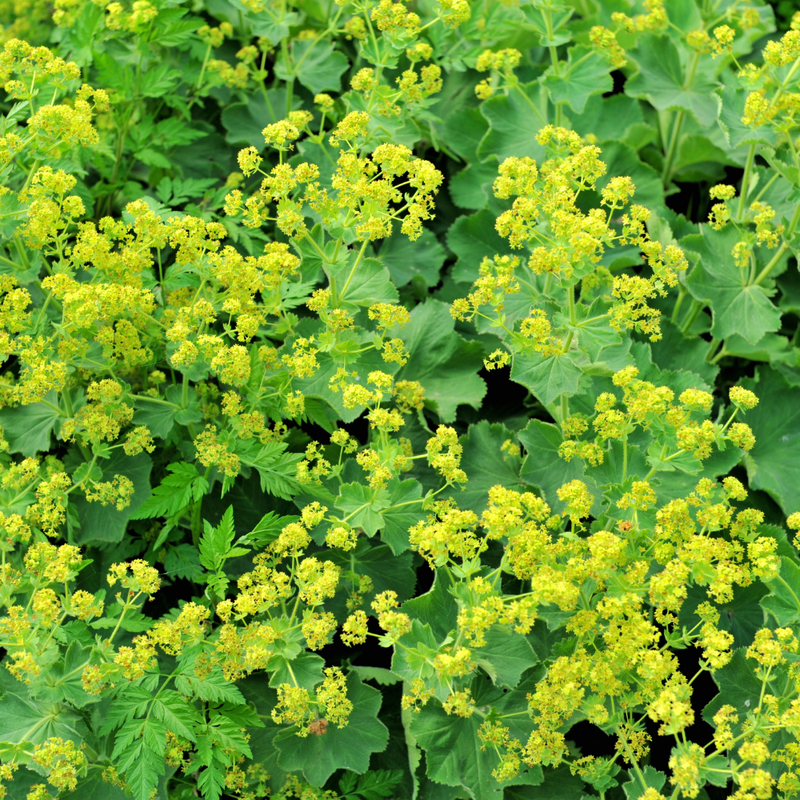 12 Vrouwenmantel Planten | Alchemilla mollis | Tuinplanten | Planten
