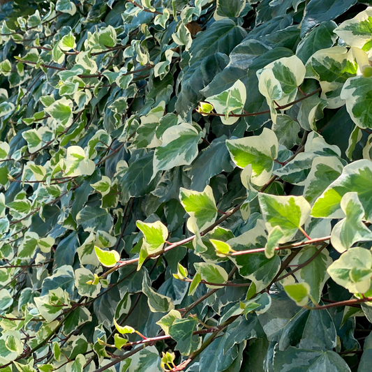 6 Klimopplanten | Hedera helix 'Glacier' | Tuinplanten | Planten