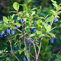 3 blueberry plants | blueberry plants | 100% Organic fruit plants | blueberries