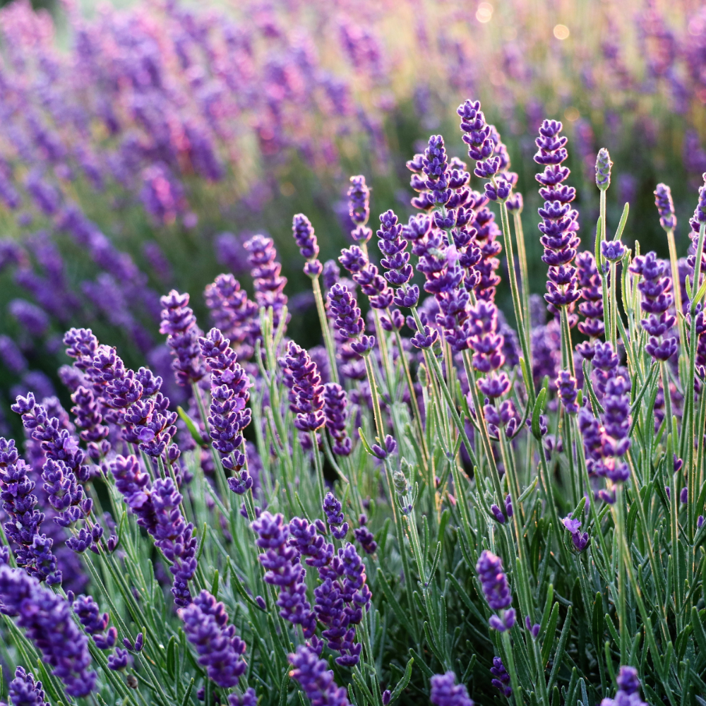 Set mit 6 winterharten Lavendelpflanzen | 6 x Ø 12 cm ↕ 30 cm | Lavandula ang. Felice