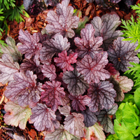 Heuchera Micrantha 'Palace Purple'