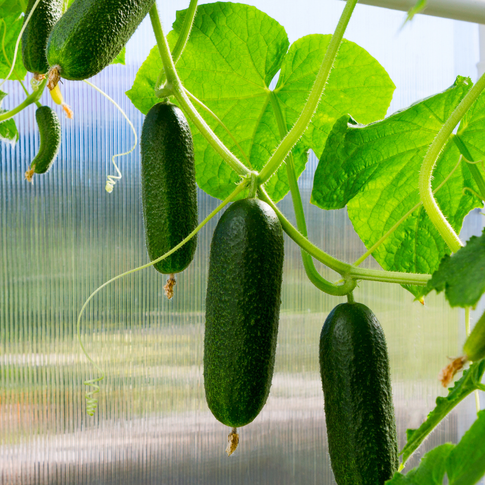 1 Snackkomkommer plant Ø14 cm ↕40 cm