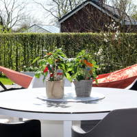 1 Snackpaprika plant rood Ø14 cm ↕40 cm