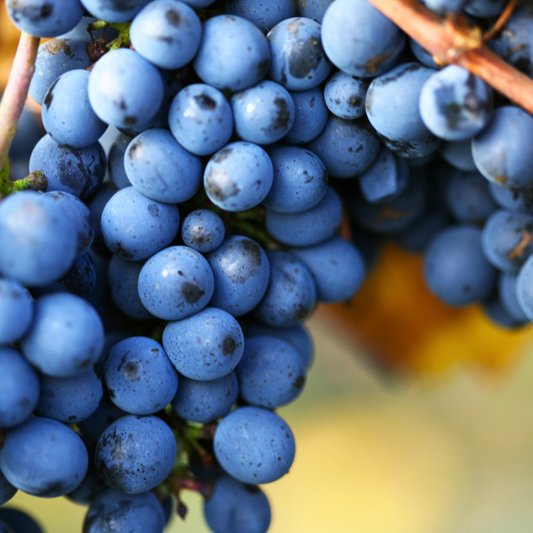 3 Druivenplanten | 100% Biologische Fruitplanten | Druivenplanten