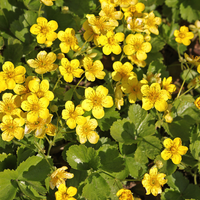 3 Golden Strawberry Plants | Waldsteinia ternata | Garden Plants | Plants