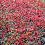 Acaena Microphylla (Stekelnootje) 'Kupferteppich' set van 3