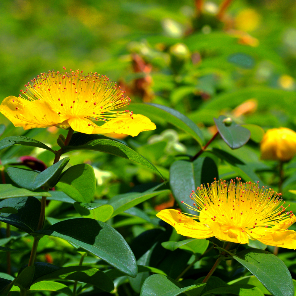 Hypericum Calycinum (Sint-Janskruid)