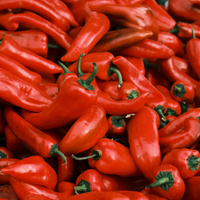 1 Mild chili plant Ø14 cm ↕40 cm