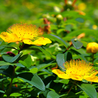 12 Sint-Janskruid Planten | Hypericum calycinum | Tuinplanten | Planten
