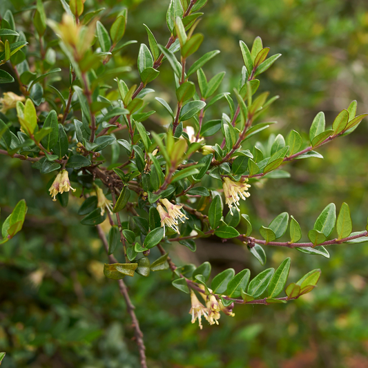 3 Struikkamperfoelie planten | Lonicera nitida 'Maigrün' | Tuinplanten | Planten