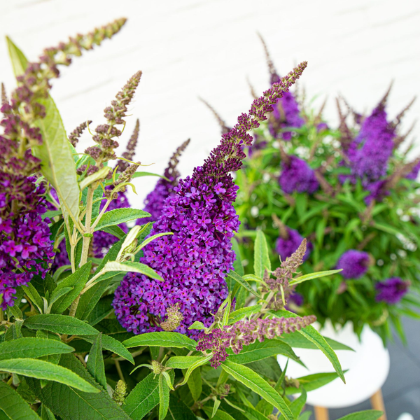 Buddleja Butterfly Candy Little Purple (Vlinderstruik) Paarse bloemen lokken vlinders