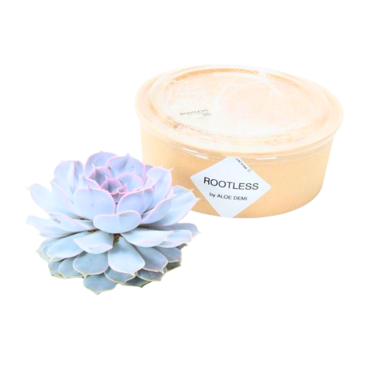 Echte Succulent Lila - Ø12-14 cm - ↕5 cm - 1x Echeveria Lilacina - kamerplant - vetplant