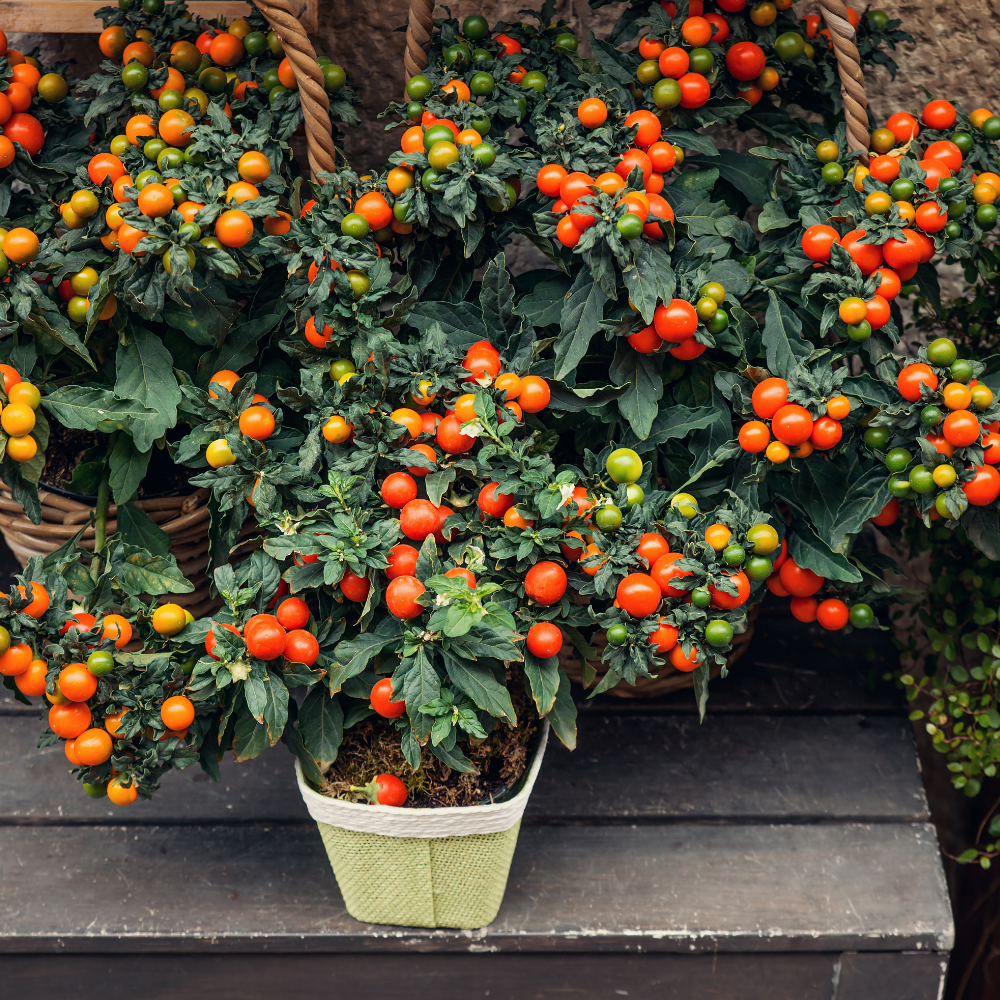 1 Cherrytomaat plant Ø14 cm ↕40 cm