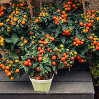 1 Cherrytomaat plant Ø14 cm ↕40 cm