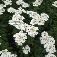 3 Scheefbloem ‘Iberis sempervirens Schneeflocke’ Ø9 cm ↕15 cm