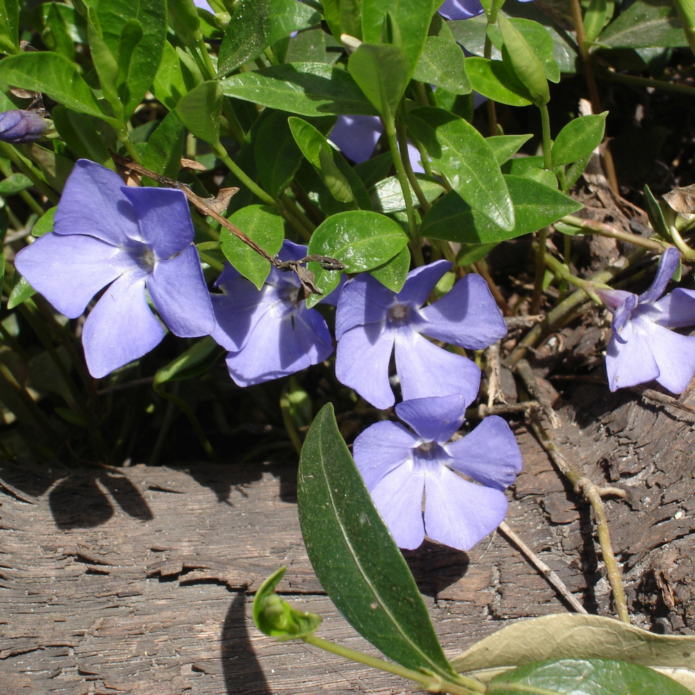 Vinca Minor (Maagdenpalm) Mix set van 3 in de kleuren blauw, paars of wit