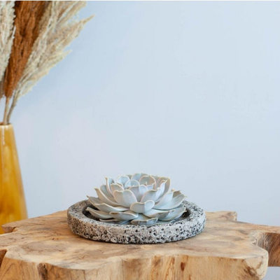 Echte Succulent Lila in Concrete keramiek schaal - Ø12-14 cm ↕5 cm - 1x Echeveria Lilacina| vetplant