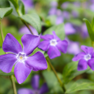 6 Paarse Maagdenpalm planten | Vinca minor 'Atropurpurea' | Tuinplanten | Planten