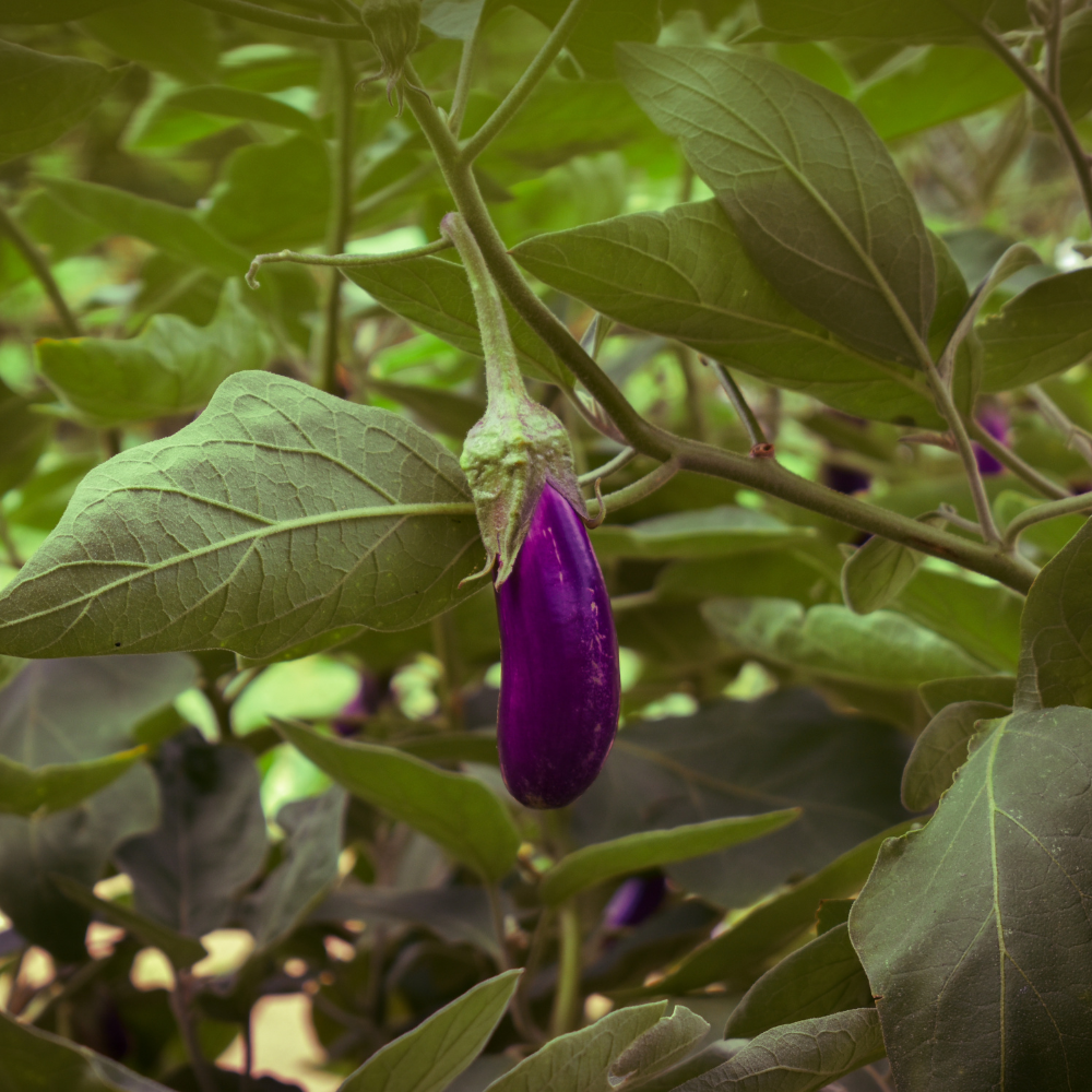 1 Aubergine plant Ø14 cm ↕40 cm