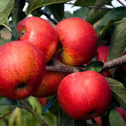Biologische appelboom | 1 x Malus Elstar | 20 cm Ø | 60 cm ↨ | Fruitboom | Planten